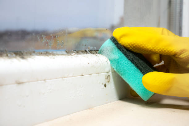 Localized Mold Remediation (e.g., coastal areas, humid climates)