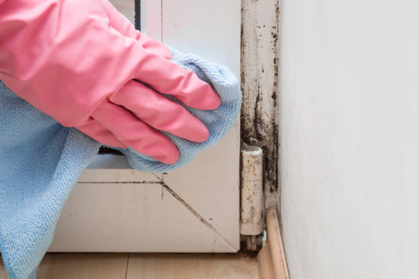 Professional Mold Remediation in Smiths Station, AL